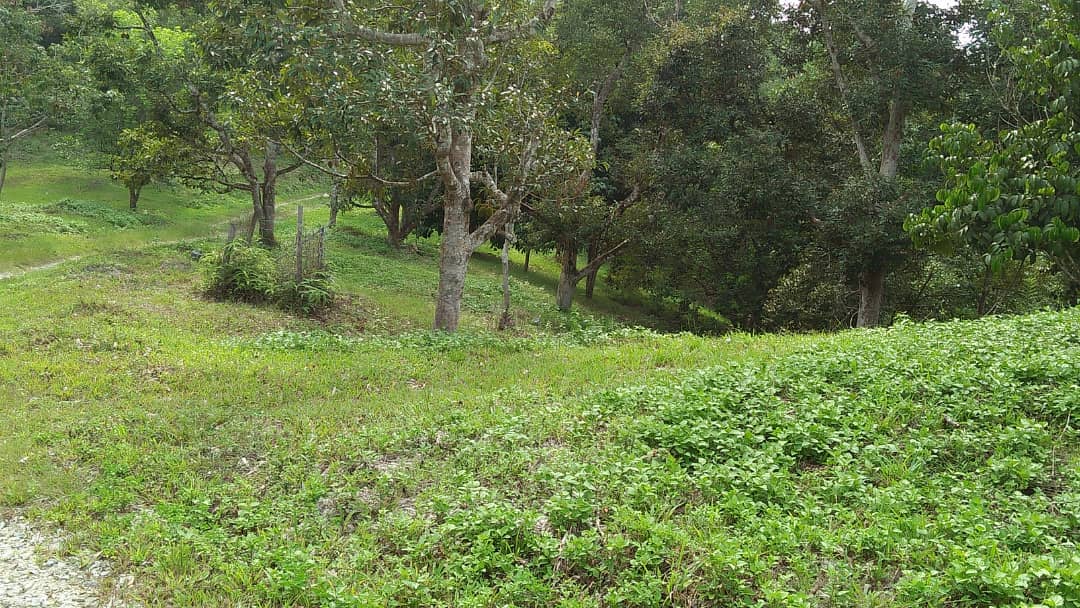 Lebu Jalan Mempaga Bentong
