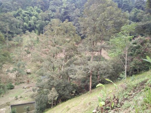 Dusun Buah Hulu Langat