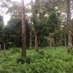 Orchard Land Hulu Langat