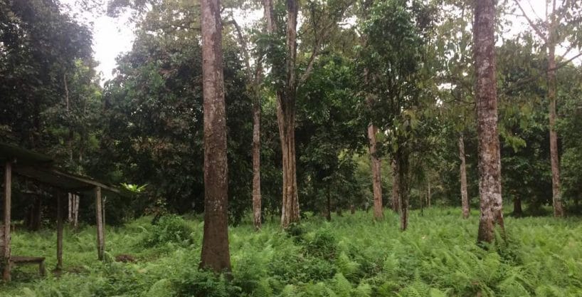 Orchard Land Hulu Langat