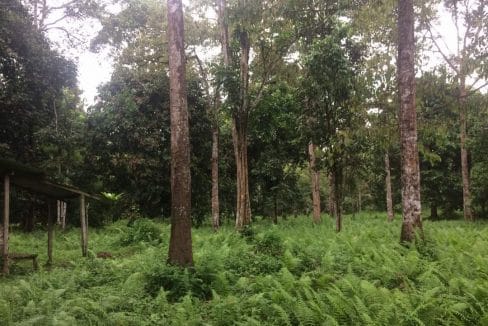 Tanah dusun hulu langat untuk dijual