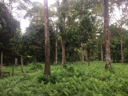 Dusun Hulu Langat Ampang