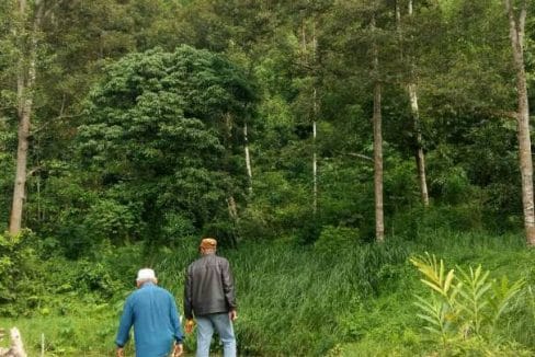 Kebun Durian Hulu Langat untuk dijual