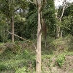 Tanah Hulu Langat untuk dijual