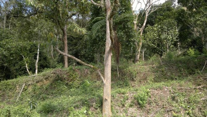 Tanah Langat untuk dijual