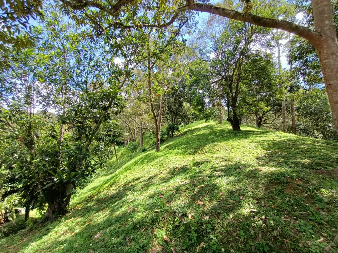 Dusun Janda Baik Bentong
