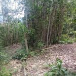 Tanah kebun Jelebu Negeri Sembilan