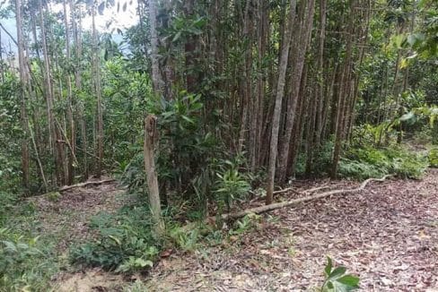 Tanah kebun Jelebu Negeri Sembilan