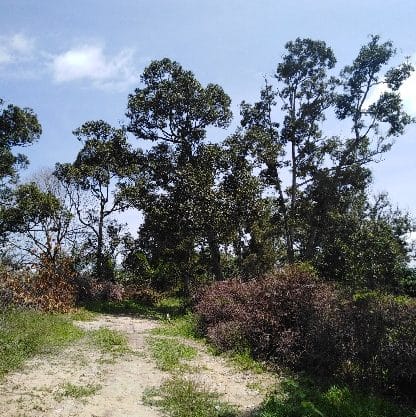 Kampung Cinta Manis Sertik Bentong