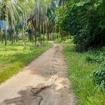 Tanah Kampung Kepis Hilir