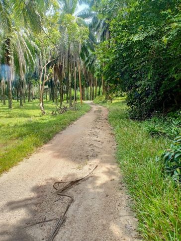 Tanah Kampung Kepis Hilir