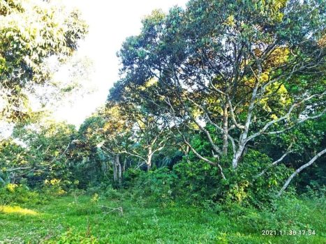 Dusun Durian Titian Bintangor