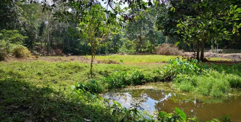 Tanah Kebun Kuala Pilah