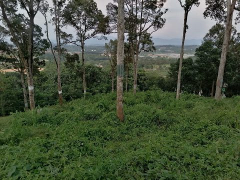Dusun Durian Seremban Senawang