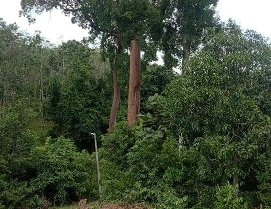 Tanah Air kempis Kampung Kepis ulu