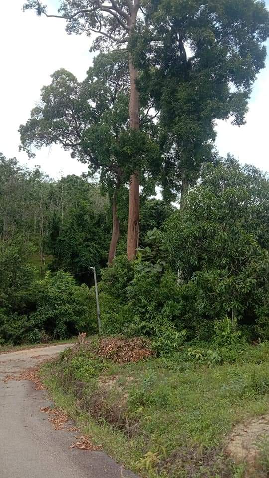 Tanah Air kempis Kampung Kepis ulu