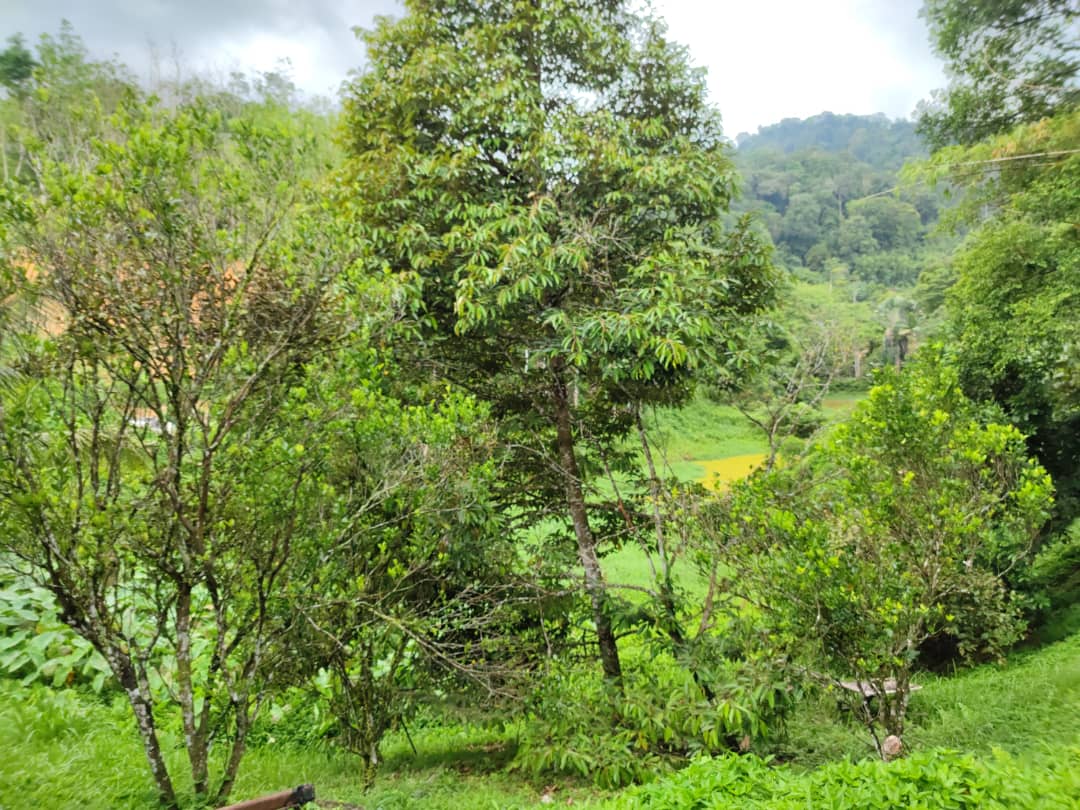 Resort Janda Baik Bentong