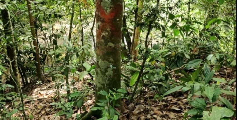 Tanah daerah Seri Menanti