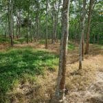 Kebun Ulu Muar Jemapoh Kuala Pilah