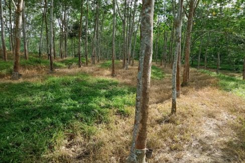 Kebun Ulu Muar Jemapoh Kuala Pilah