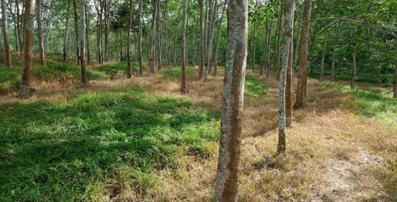 Kebun Ulu Muar Jemapoh Kuala Pilah