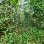 Tanah Dusun Pangsun Hulu Langat