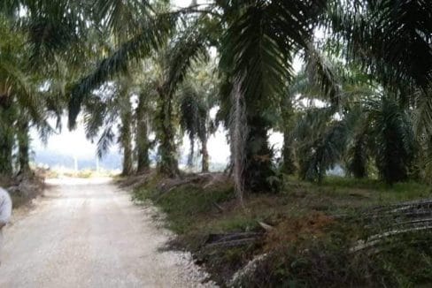 Tanah Sawit Chopin Parit