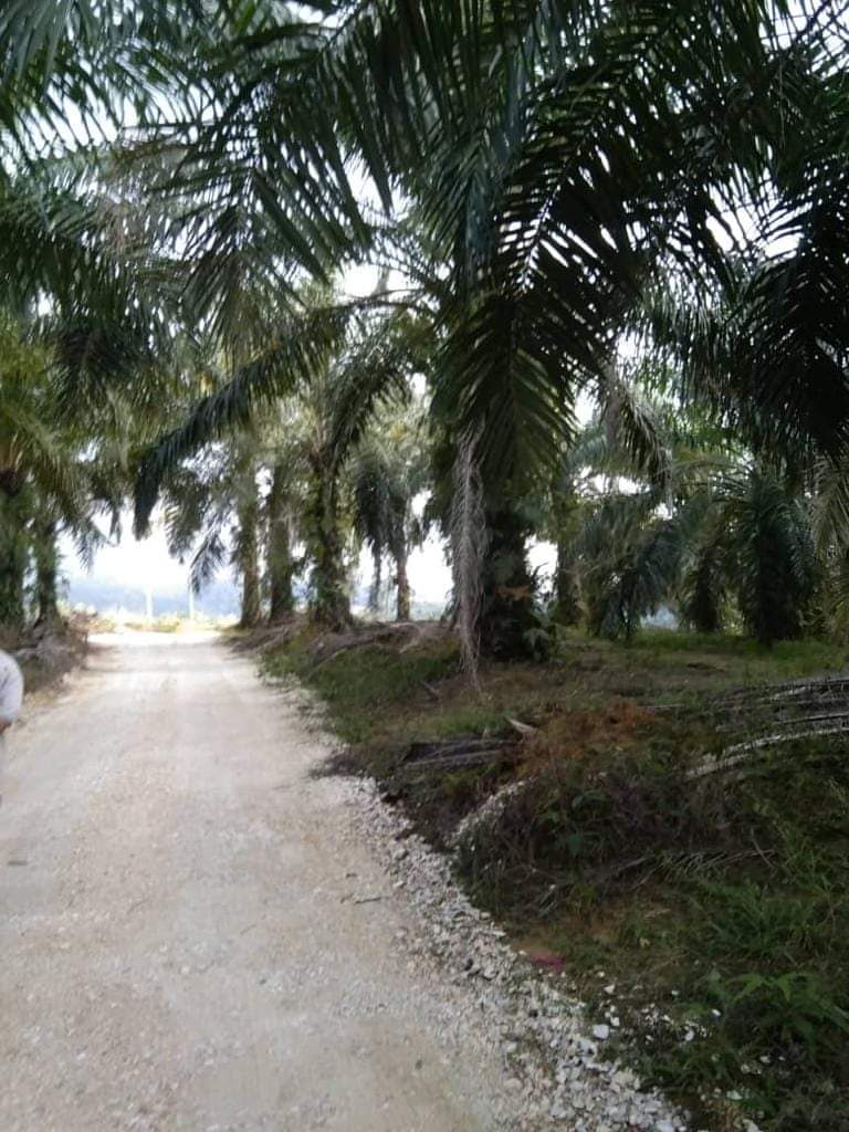 Tanah Sawit Chopin Parit