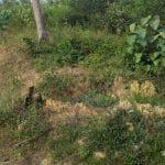 Tanah Malan Kepis Kuala Pilah