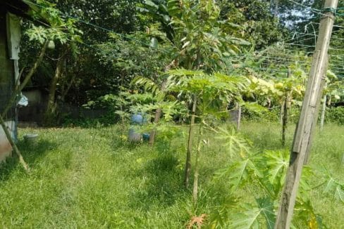 Dusun Labu Tekir Seremban