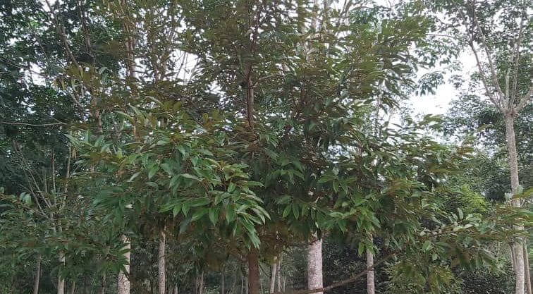 Tanah Kuala Kepis Kuala Pilah