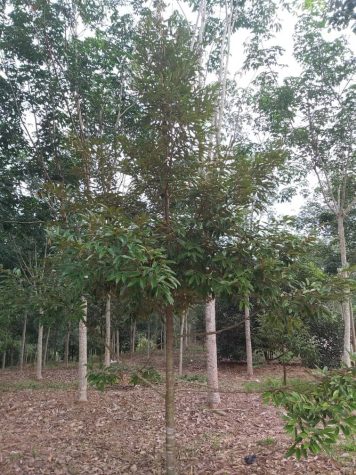 Kuala Kepis Kuala Pilah