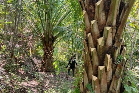 Tanah sawit Kuala Pilah