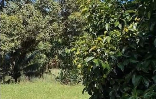 Tanah Dusun Kalumpang Hulu Selangor