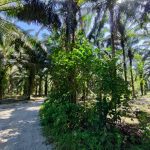 Tanah Sawit Batang Padang Bidor