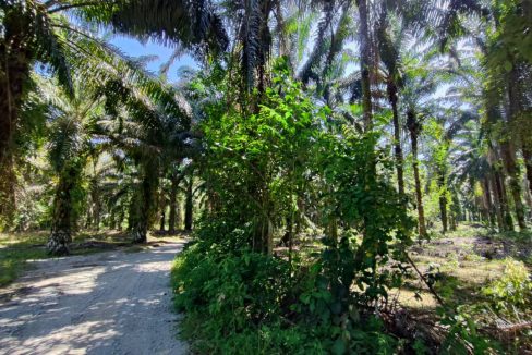 Tanah Sawit Batang Padang Bidor