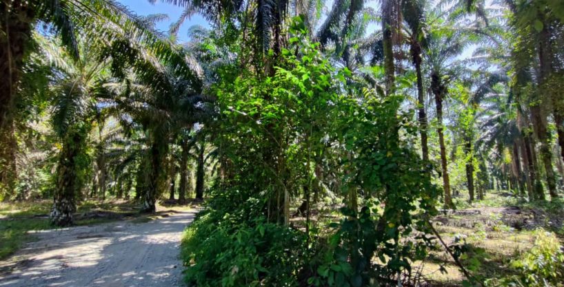 Tanah Sawit Batang Padang Bidor