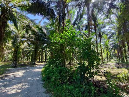 Tanah Batang Padang Bidor