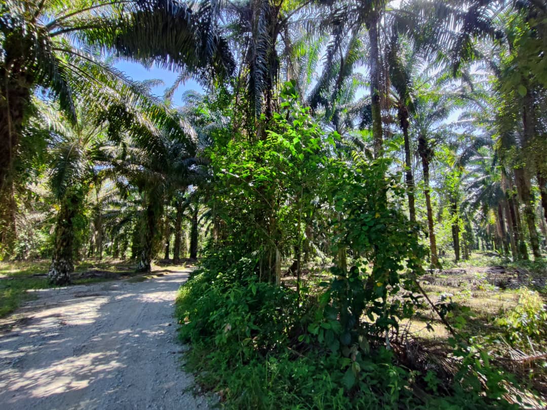 Tanah Sawit Batang Padang Bidor