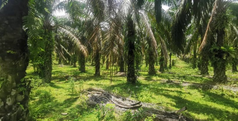 Tanah pertanian Ranggon Kerteh