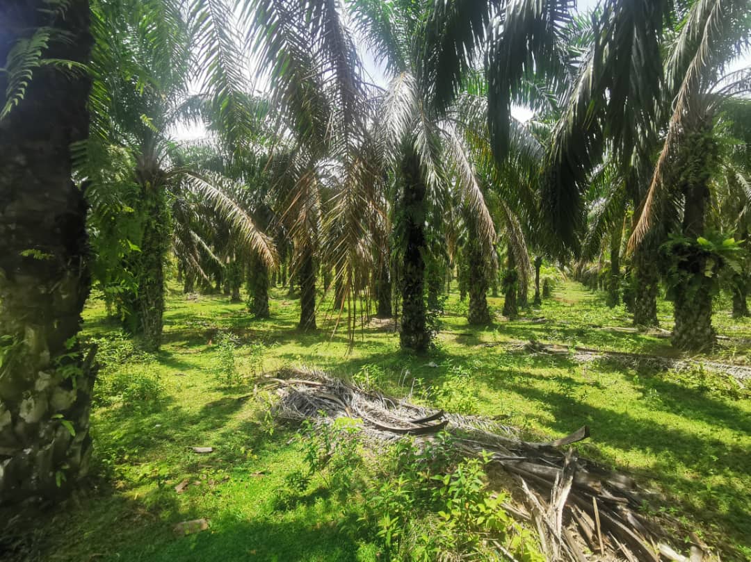 Tanah pertanian Ranggon Kerteh