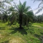 Tanah sawit Ranggon Kerteh
