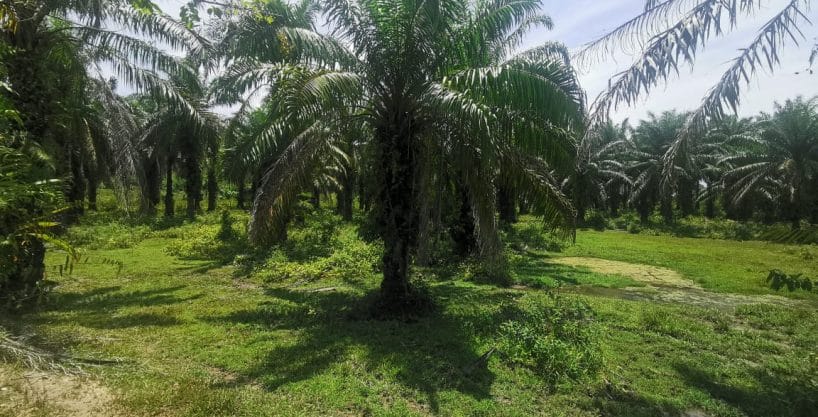 Tanah sawit Ranggon Kerteh