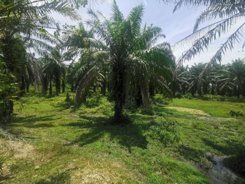 Tanah sawit Ranggon Kerteh