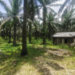 Kebun sawit Ranggon Kerteh