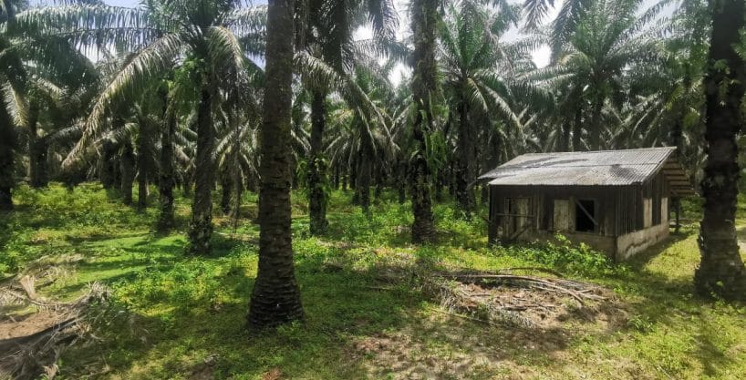 Kebun sawit Ranggon Kerteh