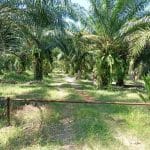 Tanah Sawit Sabak Bernam