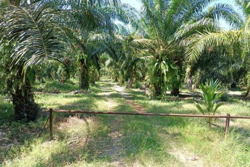 Tanah Sawit Sabak Bernam