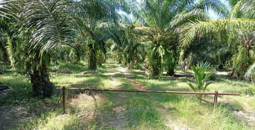 Tanah Sawit Sabak Bernam