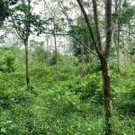 Tanah Getah Kuala Pilah